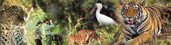 Indian Wildlife Tour,Indian Wildlife Tours,Wildlife Tours in India,Wildlife Travel India,Indian Wildlife